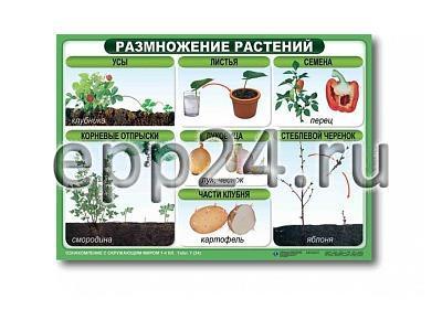Комплект таблиц Размножение цветковых растений (21 шт.)