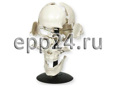 Модель Кости черепа человека смонтированные на одной подставке