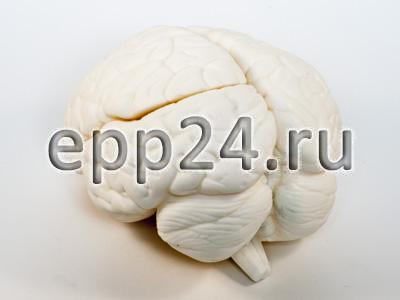 Модель Мозг человека в разрезе (белый)