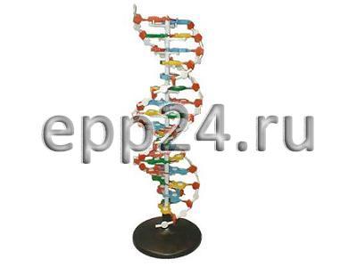 Модель Структура ДНК