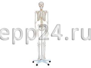 Скелет человека разборный 170 см