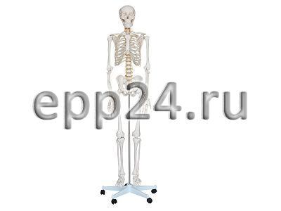 Скелет человека разборный 170 см