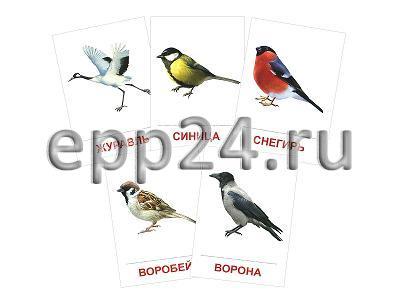 Набор раздаточных карточек Птицы
