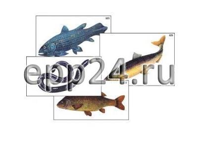 Модель-аппликация Многообразие хордовых. Рыбы, земноводные и пресмыкающиеся