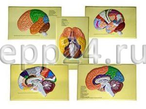 Модель барельефная Доли, извилины, цитоархитектонические поля головного мозга