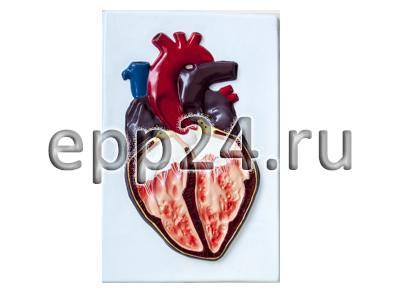 Модель барельефная Строение сердца человека