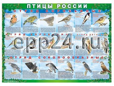 Комплект таблиц Птицы России
