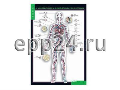 Комплект таблиц Строение тела человека (10 шт.+ 80 карточек)