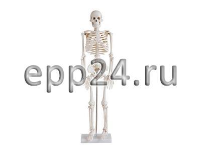 Скелет человека 42 см